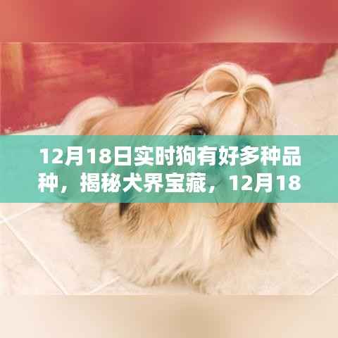 揭秘犬界宝藏,犬类品种的多样性与实时了解(12月18日)