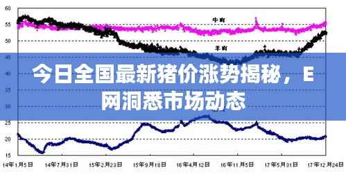 今日全国最新猪价涨势揭秘,E网洞悉市场动态