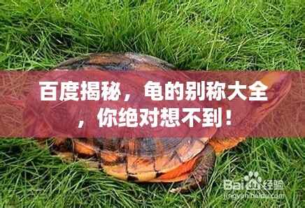 百度揭秘,龟的别称大全,你绝对想不到!