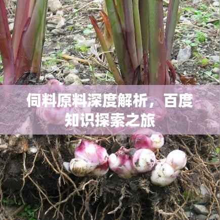 伺料原料深度解析,百度知识探索之旅